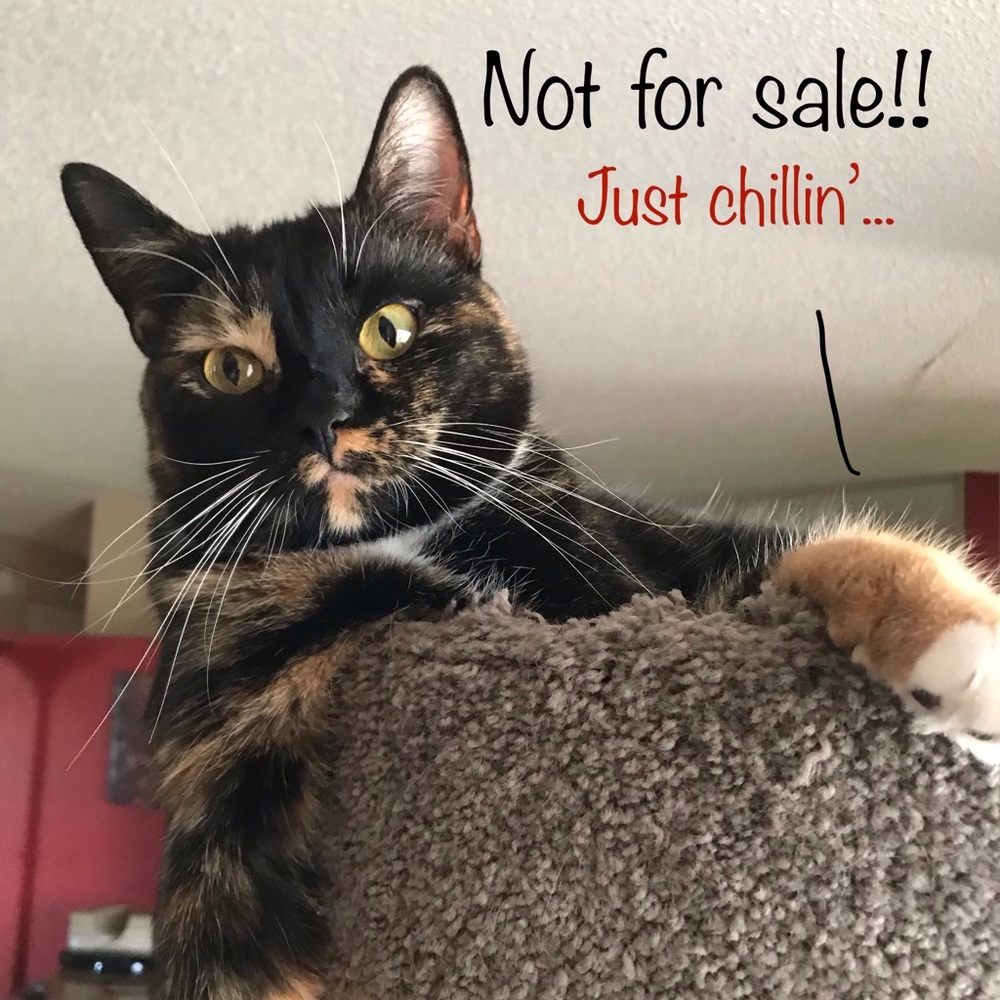 Not for sale!!